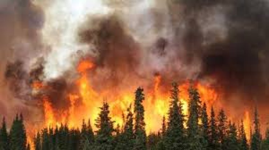 Henderson Fire: A Comprehensive Overview of the Pala Wildfire