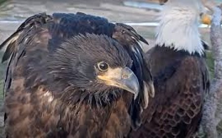 Big Bear Eagle Cam: A Window into the Wild