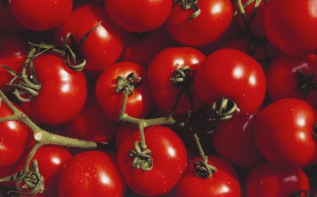 FDA Issues Class I Recall for Tomatoes Due to Salmonella Contamination