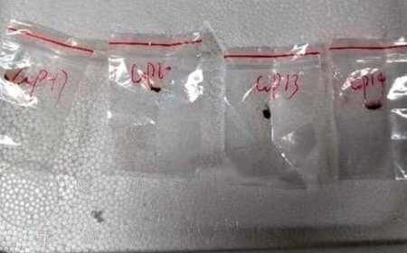 Potential ‘Agroterrorism Weapon’ Fungus Smuggled into US by Chinese Scientists, FBI Alleges