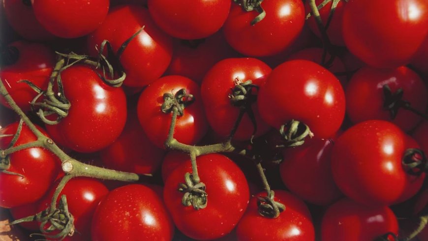 FDA Issues Class I Recall for Tomatoes Due to Salmonella Contamination