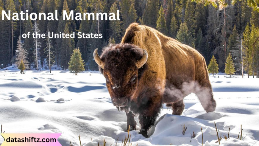 National Mammal of the United States: The American Bison's Legacy and Significance