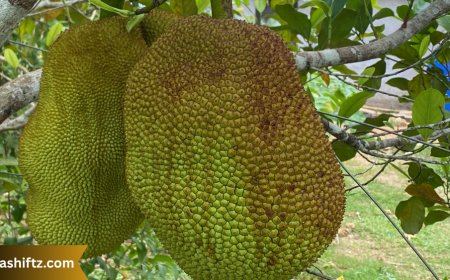 Jackfruit: The Giant Tropical Wonder You Need to Know About