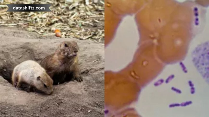 The Bubonic Plague in 2025: What’s Happening Now?