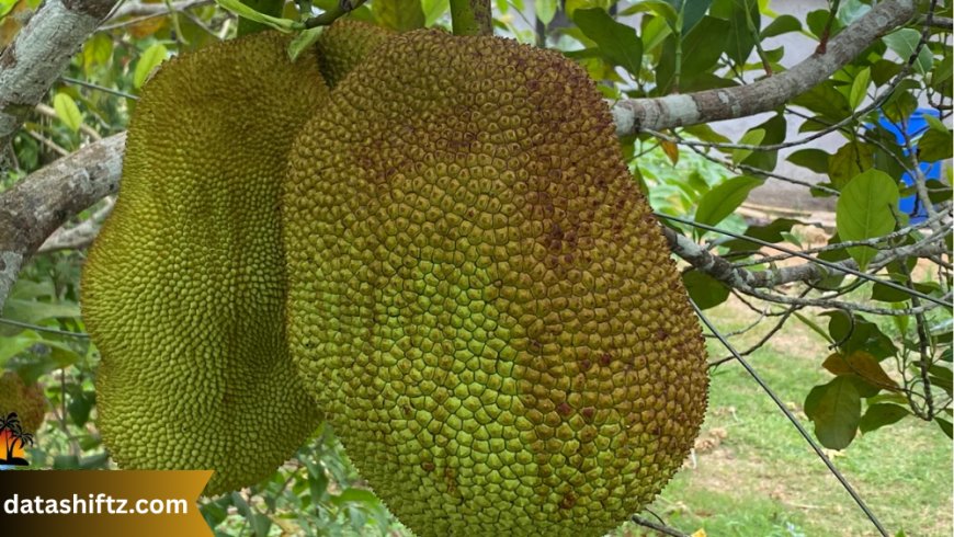 Jackfruit: The Giant Tropical Wonder You Need to Know About