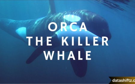 Orca – The Majestic Apex Predator of the Oceans