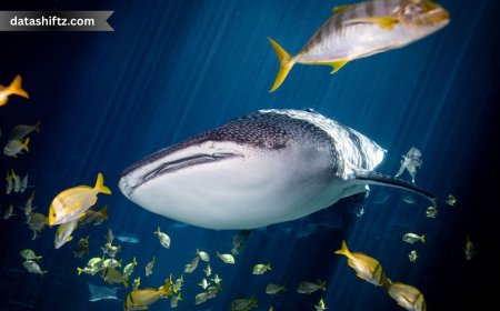 Georgia Aquarium Whale Shark: An Update on the Ocean’s Gentle Giant