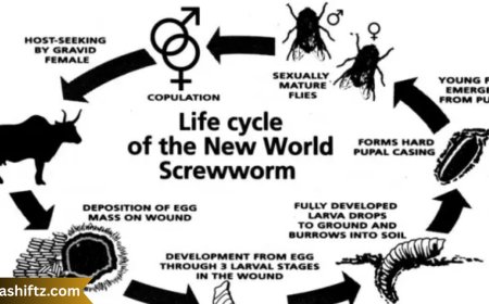 Screwworm: A Relentless Parasite and the Fight Against Its Return
