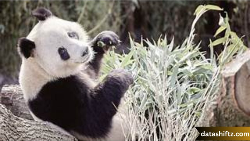 Denmark Zoo: A Deep Dive into Wildlife Conservation and Controversy