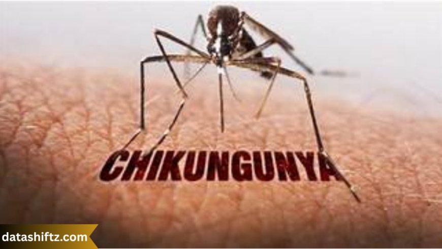 Chikungunya Virus: Understanding the Mosquito-Borne Threat