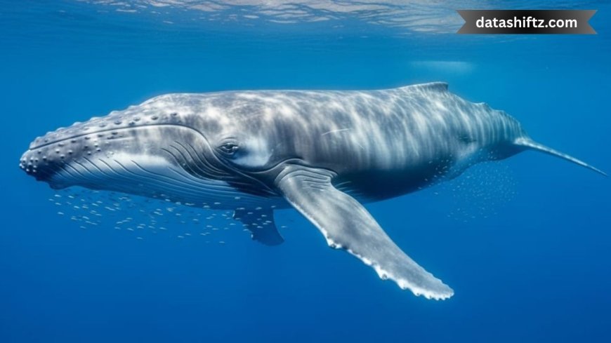 Blue Whales Going Silent: What Is Happening to the Ocean Giants?