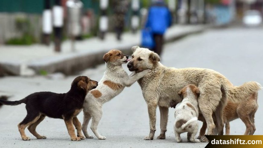 Stray Dogs: Challenges, Impact, and the Path Toward Coexistence