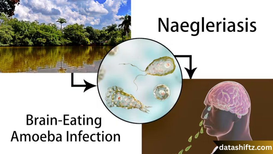 Brain Eating Amoeba: Understanding the Deadly Threat of Naegleria Fowleri