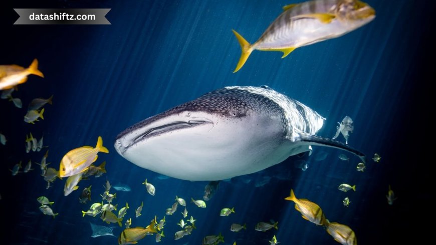 Georgia Aquarium Whale Shark: An Update on the Ocean’s Gentle Giant
