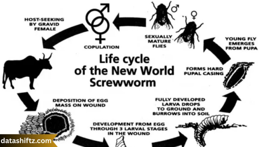 Screwworm: A Relentless Parasite and the Fight Against Its Return