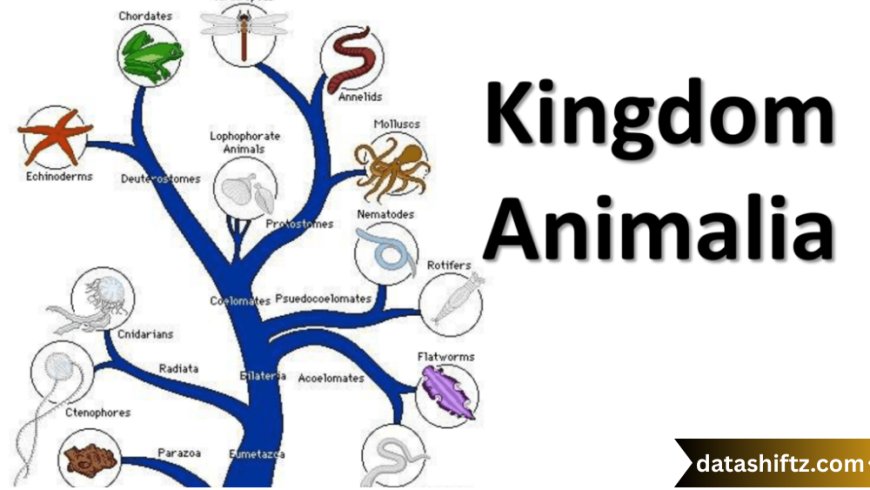 Understanding the Concept of "Kingdom" in Biology