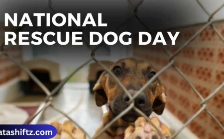 Rescue Dog: A Journey of Second Chances and Unconditional Love